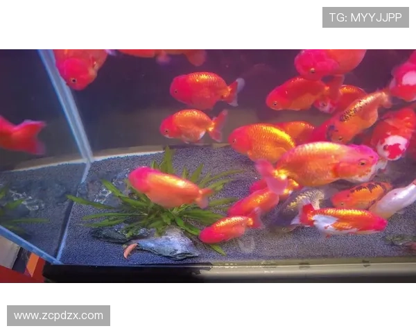 今日趣图：探讨鱼缸中的咸水鱼与淡水鱼共存的可能性与挑战